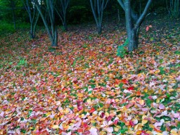 2011-10-01_photo-du-jour-09