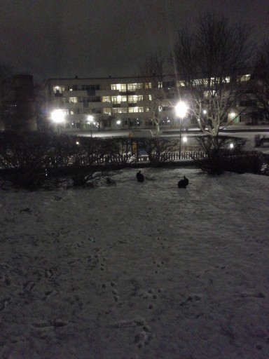 2012-01-10_photo-du-jour