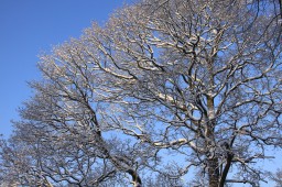 2012-02-04_photo-du-jour-04