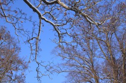 2012-02-04_photo-du-jour-05