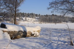 2012-02-04_photo-du-jour-13