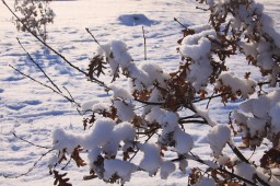 2012-02-04_photo-du-jour-14