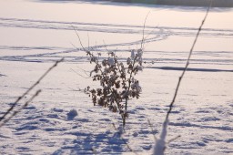 2012-02-04_photo-du-jour-15