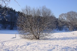 2012-02-04_photo-du-jour-17